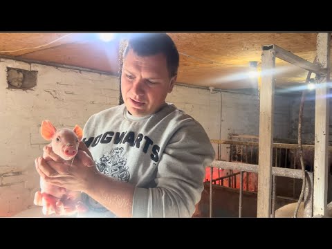 Видео: Хто чекає в того буде!!! 3 свинки підряд! Я такого не очікував)))