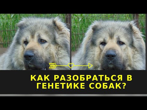 Видео: Как разобраться в генетике собак. Кавказская овчарка