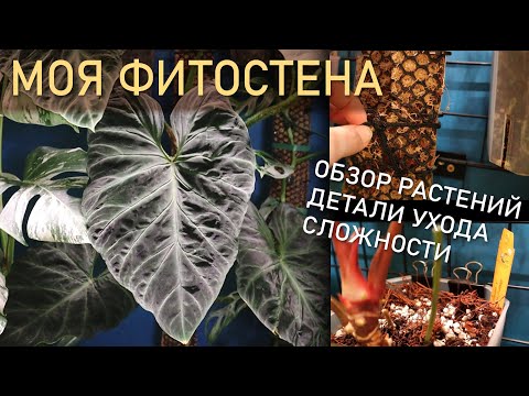 Видео: ФИТОСТЕНА. Обзор растений и ДЕТАЛИ УХОДА