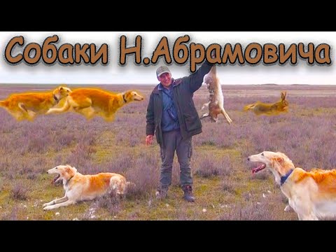 Видео: РУССКИЕ ПСОВЫЕ БОРЗЫЕ.  Работы собак Н. Абрамовича.
