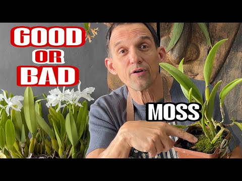 Видео: ПРАВДА о мхе на горшках для орхидей: друг или враг?