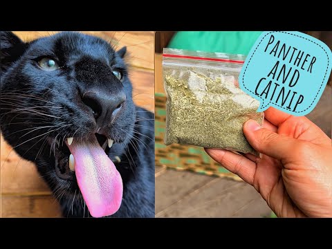Видео: Пантера Луна и кошачья мята 😸🌿/ Встреча с соседями