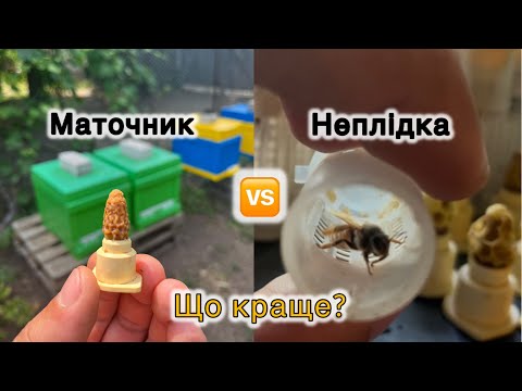 Видео: Маточник vs Неплідна матка. 🐝 Що КРАЩЕ? Поради з підсадки❕