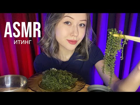 Видео: АСМР Итинг Морской Виноград | ASMR Eating Sea Grapes