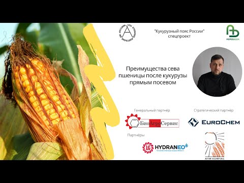Видео: Преимущества сева пшеницы после кукурузы прямым посевом
