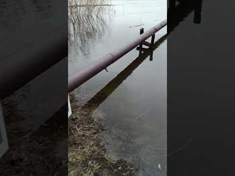 Видео: Карасук, подъëм воды продолжается 15 апреля 2024 Карасук