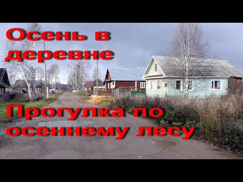 Видео: Осень в деревне. Как укрыть розы на зиму? Прогулка по осеннему лесу.