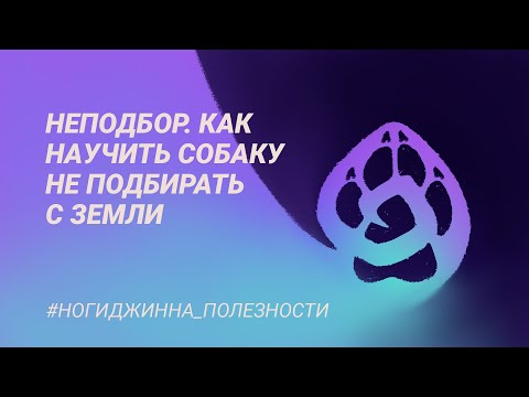Видео: Неподбор. Как научить собаку не подбирать с земли