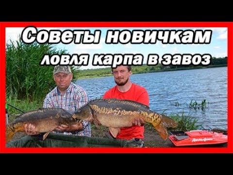 Видео: Ловля крупного карпа в завоз с корабликом – важные советы для начинающих!