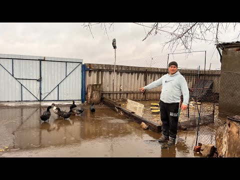 Видео: Раздолье для уток. Скоро будет пополнение. 