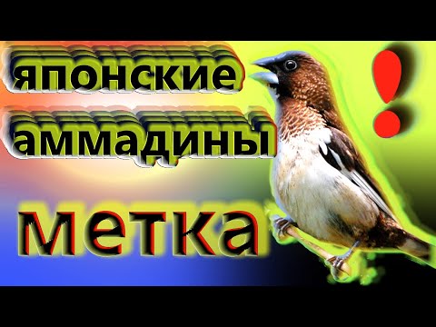 Видео: японские амадины & Как кольцевать амадин