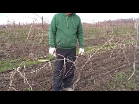 Видео: Обрезка виноградного куста , формировка двуплечий Гюйо, часть 2, Хисамутдинов АФ