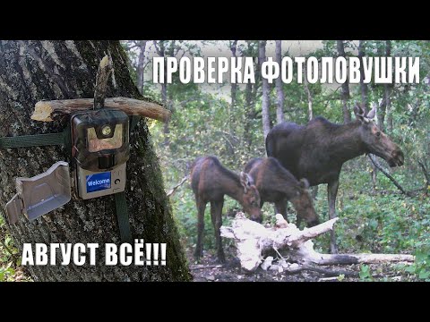 Видео: Фотоловушка СЛОМАЛАСЬ, РЕДКИЕ кадры с ЛОСЯТАМИ. ПРОВЕРЯЕМ фотоловушку!