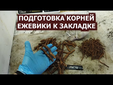 Видео: Подготовка корней ежевики к закладке на проращивание. Пригород Воронежа.