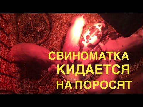 Видео: Свиноматка кидается на поросят. Чем кормить поросят без свиноматки.Прикорм новорожденных поросят.