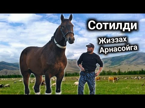 Видео: ОТНИ НОМИ БОЙКА.. ОТ СОТИЛАДИ  #horse #otbozor #rek