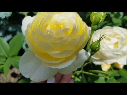 Видео: 🌱💚💛💛💛💚🌱Роза Vanessa Bell ( Austin, 2017)🌱💚💛💛💛💚🌱