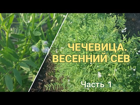 Видео: Чечевица! От полей до огорода.