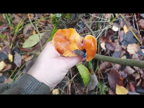 Видео: Конец октября, а грибочки все еще есть😊