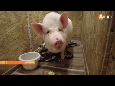 Видео: В Мурманске появилась «звезда» публики – 70-килограммовый мини-пиг Игорёк