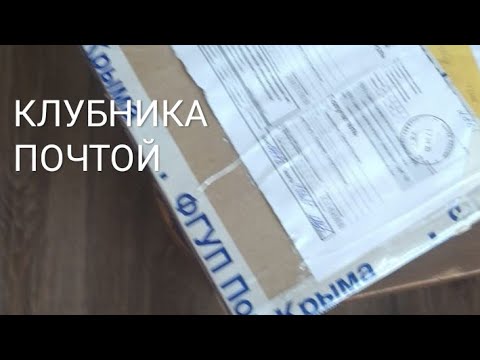 Видео: КЛУБНИКА ПОЧТОЙ///ПРОВОЖУ РЕАНИМАЦИЮ///