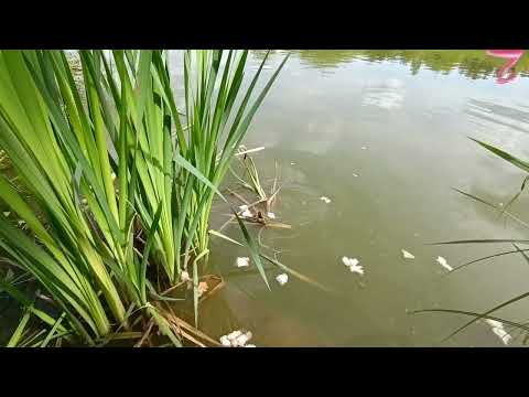 Видео: Пруд.лето. У друзей на прудах.