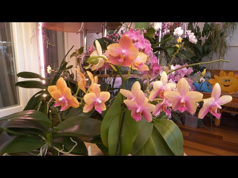 Видео: Возможность ЕСТЬ. Сравниваем./ НЕОЖИДАННость на новом Релексе.