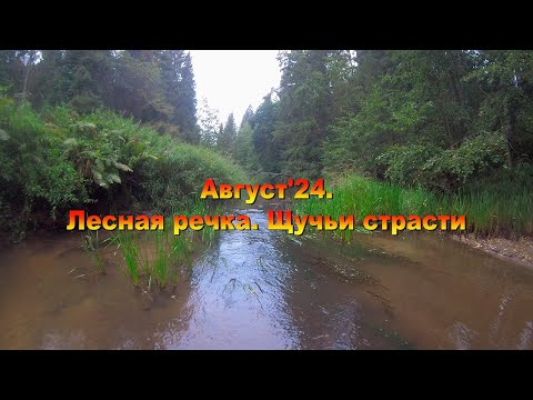 Видео: Август'24. Лесная речка. Щучьи страсти