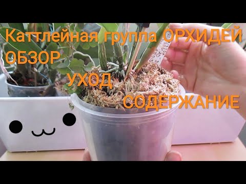 Видео: Каттлейная группа орхидей. Обзор, уход и содержание орхидей.