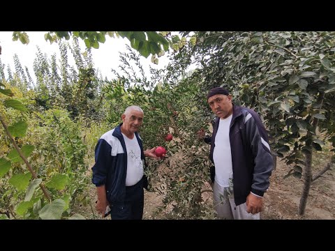 Видео: Хоразм ва Тошкентдан мехмонлар келишди.Томоркачиликдан курсатув.
