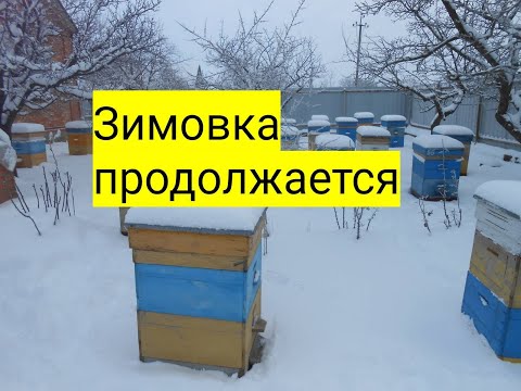 Видео: Зимовка продолжается