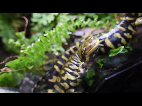Видео: Тигровая амбистома: неуклюжий ночной охотник