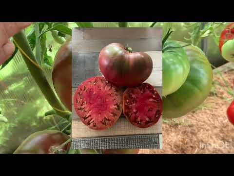 Видео: Обзор сортов томатов.31 июля 2024 г.