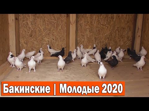 Видео: Переселяю молодых Бакинцев в новую голубятню (для гона) 27.03.20
