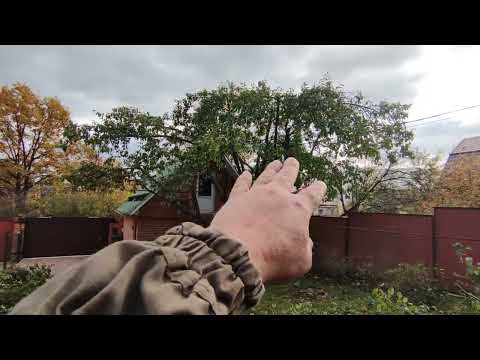 Видео: обрезка старой яблони 2 год резки Яблоня после обрезки