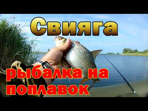 Видео: Река Свияга. Плотва,  густера, лещ. Рыбалка на поплавок. 9 июня 2021г.