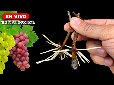 Видео: 🔴био - Размножение: Растения винограда черенками 🍇