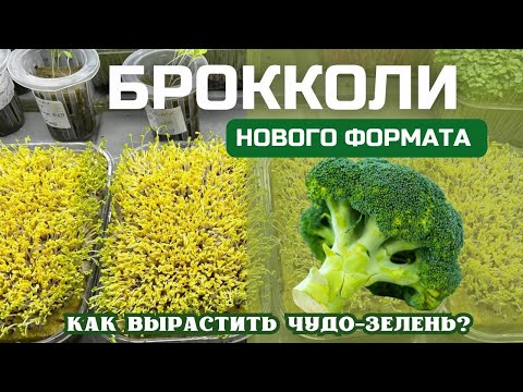 Видео: Микрозелень брокколи Инструкция по выращиванию | Народные Семена