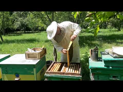 Видео: Жас омарташы 08