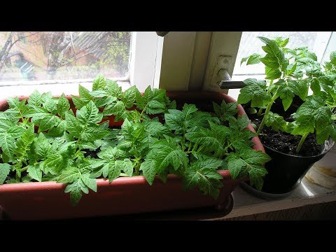 Видео: Шпаргалка №2  Экспресс-подсветка для рассады