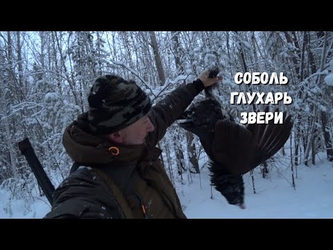 Видео: Добыл глухаря, да и путик не пустой.