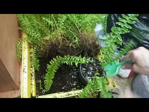 Видео: Кто любит пересадочки.Папоротники ставлю на фитиль.
