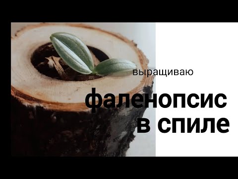 Видео: Что стало с орхидеями из домашних фласок # тестирую новую посадку на фаленопсисах