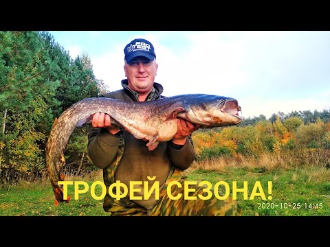 Видео: Сом Вырывает Леску из Рук! Рыбалка на Кружки с Лодки в Октябре Первый Трофей Осени