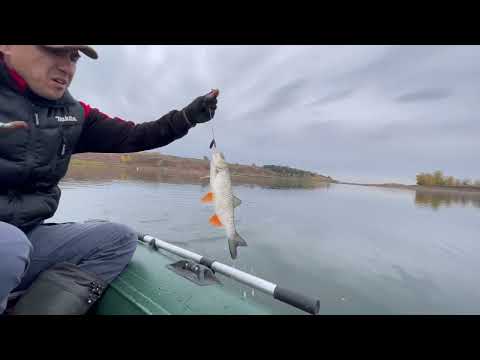 Видео: Голавль на спиннинг. Ловля голавля на блесну осенью