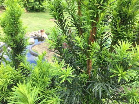 Видео: Ягодный тис 2018. Загородная жизнь.#ягодный тис #вечнозелёные кустарники #garden #сад