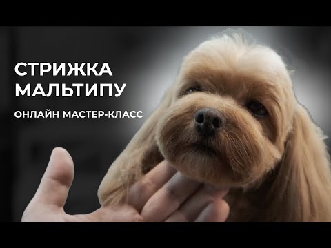 Видео: Стрижка Мальтипу