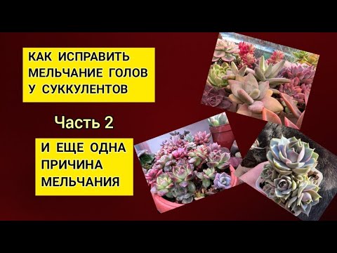 Видео: Как исправить мельчание розетки у суккулентов. Еще одна причина мельчания.