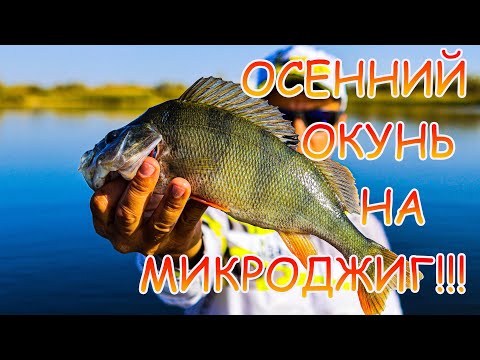 Видео: Осенний МИКРОДЖИГ 💪💪💪 Голодный ОКУНЬ жрал новые приманки 👍👍👍