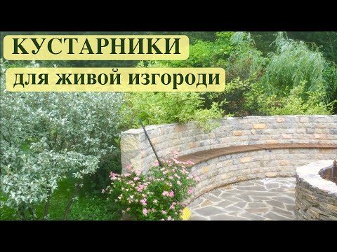 Видео: ДЕРЕН / ПУЗЫРЕПЛОДНИК / ЛОХ СЕРЕБРИСТЫЙ. КУСТАРНИКИ ДЛЯ ЖИВОЙ ИЗГОРОДИ.